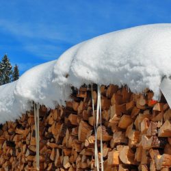 czynniki powodujące niszczenie drewna