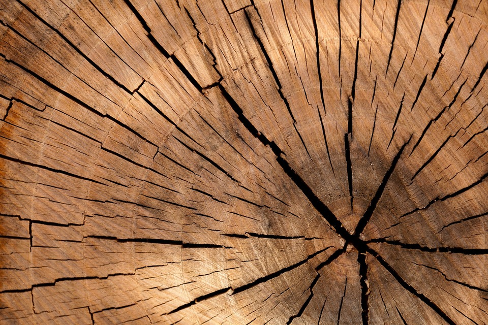 budowa drewna